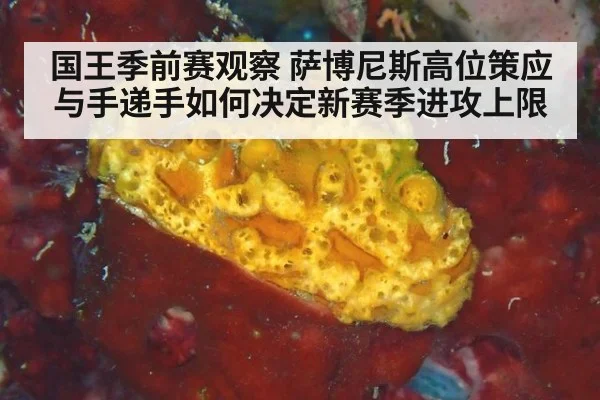 国王季前赛观察 萨博尼斯高位策应与手递手如何决定新赛季进攻上限